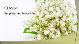  Presentation with lily - Amazing PPT layouts having mayflower - lily of the valley isolated backdrop and a cool aqua colored foreground