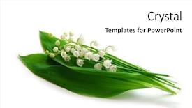  Presentation with mayflower - Slides featuring mayflower - lily-of-the-valley on white background background and a white colored foreground