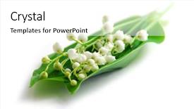  Presentation with mayflower - Colorful PPT theme enhanced with mayflower - lily-of-the-valley on white background backdrop and a white colored foreground