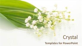  Presentation with lily - Colorful slides enhanced with mayflower - lily of the valley shallow backdrop and a cream colored foreground