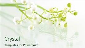  Presentation with lily of the valley close - Colorful slides enhanced with mayflower - lily of the valley shallow backdrop and a sky blue colored foreground