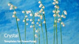  Presentation with lily - PPT theme featuring mayflower - lily of the valley background and a teal colored foreground