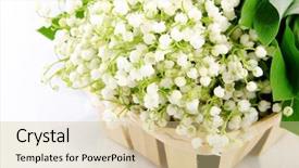  Presentation with lily of the valley close - Slide deck enhanced with mayflower - lily of the valley background and a  colored foreground