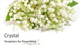  Presentation with lily - Slide set enhanced with mayflower - lily of the valley background and a white colored foreground
