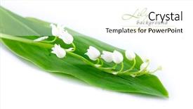  Presentation with lily - Beautiful PPT theme featuring mayflower - lily of the valley backdrop and a  colored foreground