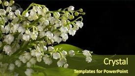  Presentation with mayflower - Amazing slide deck having mayflower - lily of the valley backdrop and a tawny brown colored foreground