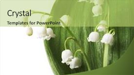  Presentation with lily of the valley close - Slide deck having mayflower - lily of the valley background and a yellow colored foreground
