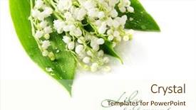  Presentation with lily - Theme having mayflower - lily of the valley background and a cream colored foreground