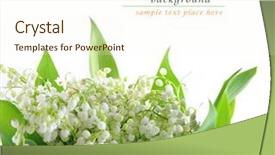  Presentation with lily - Slides enhanced with mayflower - lily of the valley background and a cream colored foreground