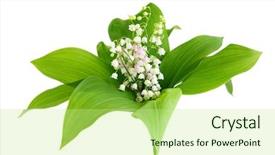  Presentation with lily - Colorful presentation theme enhanced with mayflower - may lily plant isolated backdrop and a mint green colored foreground