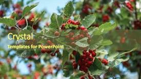  Presentation with mayflower - PPT theme with mayflower - red berries of crataegus monogyna background and a tawny brown colored foreground