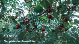  Presentation with mayflower - Colorful slide set enhanced with mayflower - red berries of crataegus monogyna backdrop and a ocean colored foreground