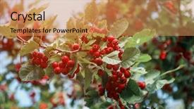  Presentation with mayflower - Slide deck having mayflower - red berries of crataegus monogyna background and a coral colored foreground