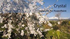  Presentation with white flowers of jasmine - Colorful presentation design enhanced with mayflower - shrub covered by luxuriant flowering backdrop and a teal colored foreground