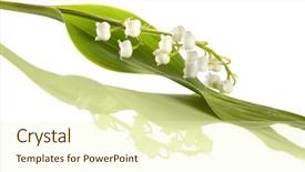  Presentation with lily of the valley close - Theme with mayflower - simple twig of lilly background and a cream colored foreground