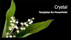  Presentation with mayflower - PPT layouts with mayflower - twig of muguet or lilly background and a black colored foreground
