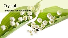  Presentation with white - Cool new slide set with mayflower - twigs of lilly-of-the-valley isolated backdrop and a blonde colored foreground