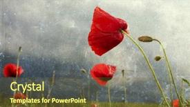  Presentation with poppies - Beautiful PPT theme featuring mayflower - vintage phto of poppies backdrop and a tawny brown colored foreground