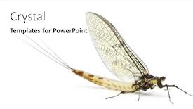  Presentation with ephemera - PPT theme consisting of mayfly-ephemera-danica-in-front background and a white colored foreground