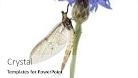  Presentation with ephemera - Audience pleasing theme consisting of mayfly-ephemera-danica-on-flower backdrop and a white colored foreground