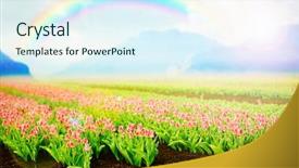  Presentation with japan beautiful landscape mountain fuji - PPT theme enhanced with meadow after rain with rainbow background and a  colored foreground