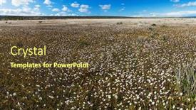  Presentation with daisy - Amazing presentation theme having meadow-full-of-blooming-white backdrop and a tawny brown colored foreground