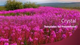  Presentation with season - Amazing slide set having meadow-in-alaska-summer-season backdrop and a violet colored foreground