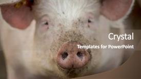  Presentation with pigs - Cool new presentation with meadow in an organic meat backdrop and a gray colored foreground
