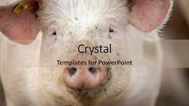  Presentation with meat consumption - Beautiful presentation featuring meadow in an organic meat backdrop and a mint green colored foreground