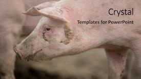  Presentation with meat consumption - Colorful slides enhanced with meadow in an organic meat backdrop and a coral colored foreground