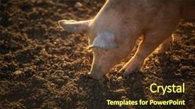  Presentation with pigs - Slide set with meadow in an organic meat background and a tawny brown colored foreground
