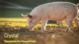  Presentation with pigs - PPT theme having meadow in an organic meat background and a tawny brown colored foreground