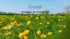  Presentation with bloom - Audience pleasing slide deck consisting of meadow in rural area full of dandelions in bloom backdrop and a light blue colored foreground