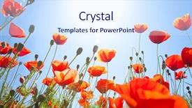  Presentation with poppies - Beautiful PPT theme featuring meadow of blooming red poppies backdrop and a sky blue colored foreground