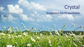  Presentation with daisy - Colorful PPT layouts enhanced with slices strawberries is lying on delicious cottage cheese cottage cheese is lying on a plate with slices of strawberries backdrop and a gray colored foreground