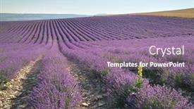  Presentation with lavender - PPT theme enhanced with meadow-of-lavender-at-day background and a coral colored foreground