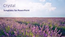  Presentation with lavender - Cool new PPT layouts with meadow-of-lavender-at-day backdrop and a sky blue colored foreground