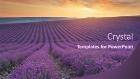  Presentation with lavender - Colorful presentation theme enhanced with meadow-of-lavender-at-sunrise backdrop and a violet colored foreground