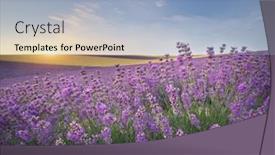  Presentation with lavender - Cool new slide deck with meadow-of-lavender-at-sunrise backdrop and a light blue colored foreground