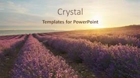  Presentation with lavender - Colorful slide set enhanced with meadow-of-lavender-at-sunrise backdrop and a lemonade colored foreground