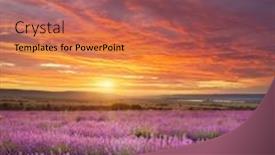  Presentation with lavender - Cool new PPT layouts with meadow-of-lavender-at-sunset backdrop and a violet colored foreground