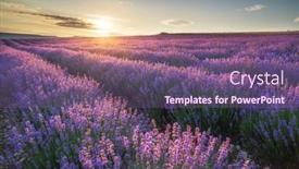  Presentation with nature meadow baby and child - PPT theme consisting of meadow-of-lavender-at-sunset background and a  colored foreground
