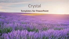  Presentation with lavender - Slides consisting of meadow-of-lavender-at-sunset background and a lemonade colored foreground