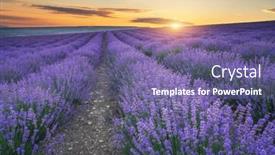  Presentation with lavender - Presentation design having meadow-of-lavender-at-sunset background and a violet colored foreground