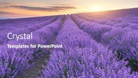  Presentation with lavender - PPT layouts with meadow-of-lavender-at-sunset background and a violet colored foreground