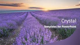  Presentation with lavender - Presentation theme enhanced with meadow-of-lavender-at-sunset background and a violet colored foreground