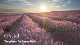  Presentation with lavender - Presentation consisting of meadow-of-lavender-at-sunset background and a gray colored foreground