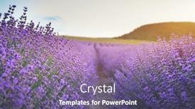  Presentation with lavender - Presentation design featuring meadow-of-lavender-at-sunset background and a violet colored foreground