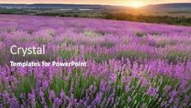  Presentation with lavender - Amazing theme having meadow-of-lavender-nature-composition backdrop and a coral colored foreground
