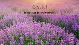  Presentation with meadow - Beautiful slides featuring meadow-of-lavender-nature-composition backdrop and a lemonade colored foreground